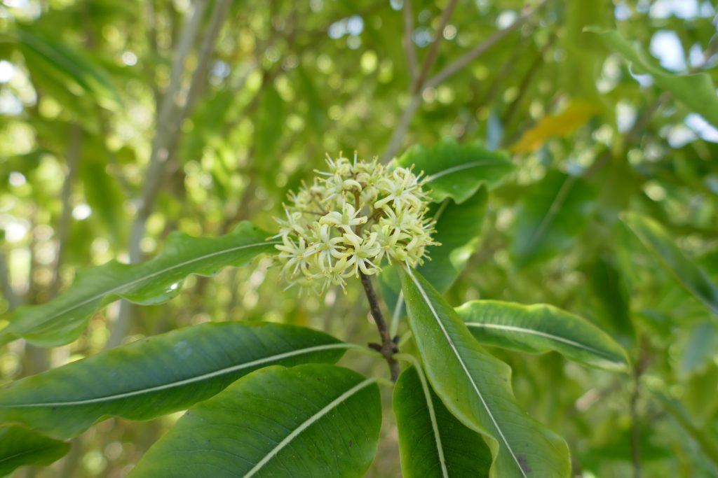 Pittosporum eugenioides